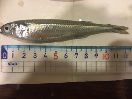 トウゴロウ祭り、青物も