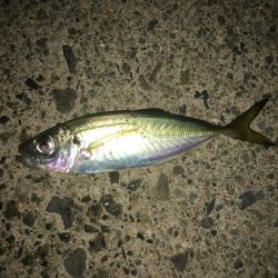 サバとファイト