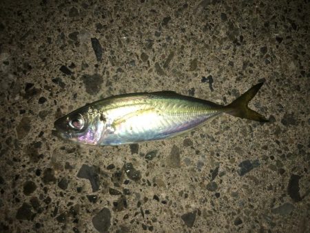 サバとファイト