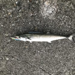 3週連続タチウオ遠征