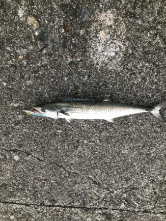 3週連続タチウオ遠征