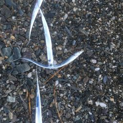 大神子で太刀魚