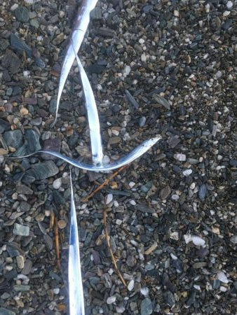 大神子で太刀魚