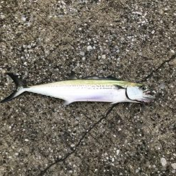 タチウオ求め貝塚へ