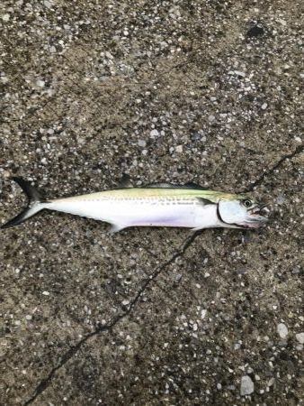 タチウオ求め貝塚へ