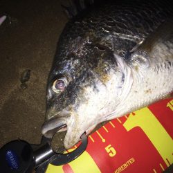 塚本橋下シーバスゲーム