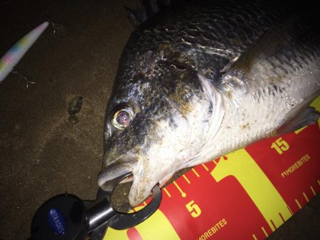 塚本橋下シーバスゲーム