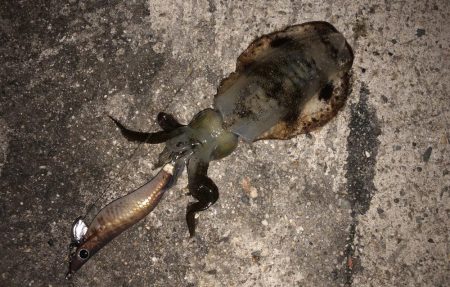 今年初の秋アオリイカ！