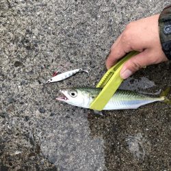 タチウオ→サバ→サゴシ→謎魚!?