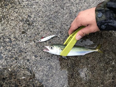 タチウオ→サバ→サゴシ→謎魚!?