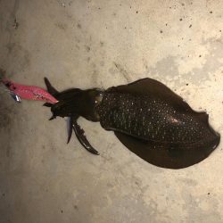 雨の中の短期決戦