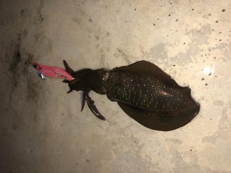 雨の中の短期決戦