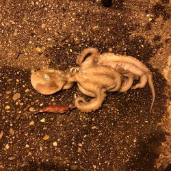 エギングのハズが