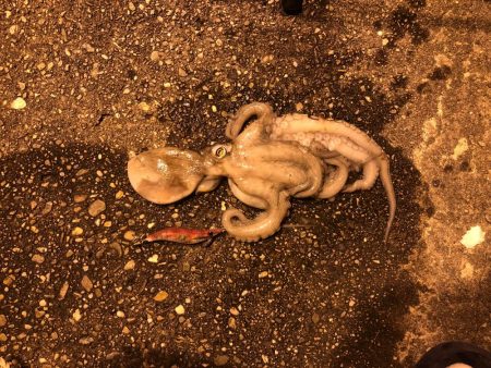 エギングのハズが