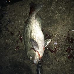 フカセ最高です！