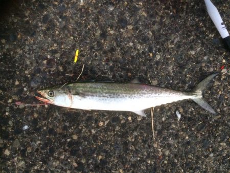 久々ファミリーフィッシング