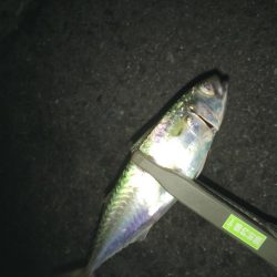 アジングとサビキ