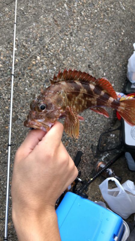 タチウオとガシラ