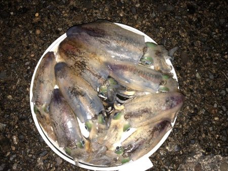 アオリイカ ヤエンで10杯