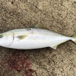 道の駅で初青物!