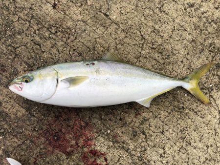 道の駅で初青物!