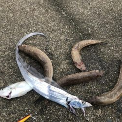 ライトショアジギング