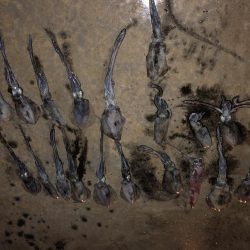 今年初のエギング