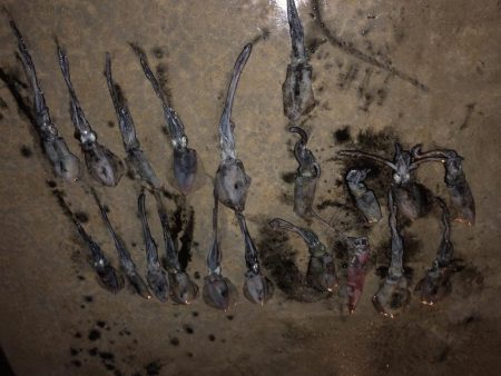 今年初のエギング