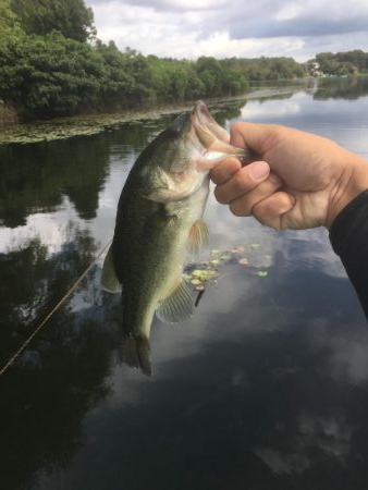 今年最後の鴨池