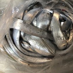 イカはいないが、君たちか。