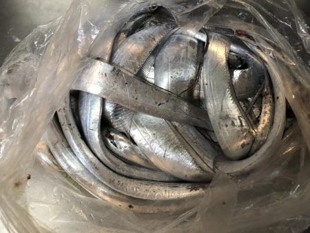 イカはいないが、君たちか。