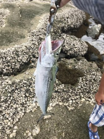 サーフトローリング