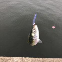 ボイルが遠かった‥