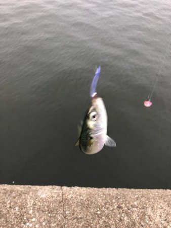 ボイルが遠かった‥