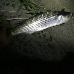 ライトタックルシーバス！のはずが！