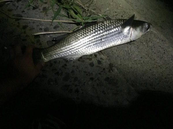 ライトタックルシーバス！のはずが！