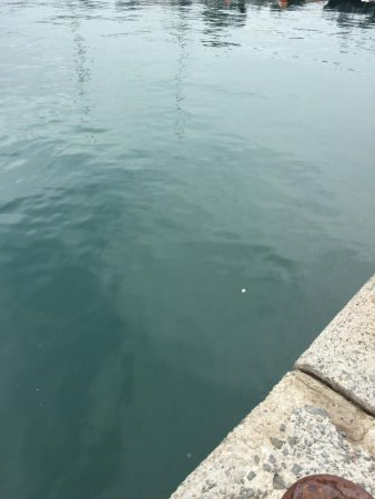 エギングからのショアジギング