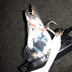 癒しのタチウオ!