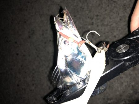 癒しのタチウオ!