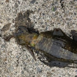 帰省釣行（湯の児）