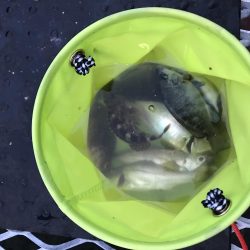 いろいろ釣れた