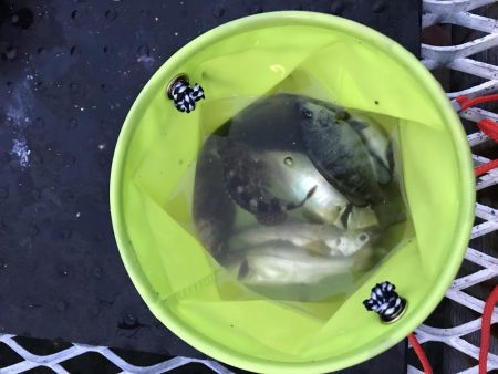 いろいろ釣れた