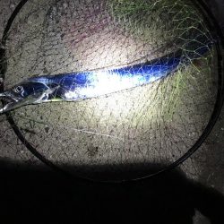 活きアジでアオリイカとタチウオ‼︎