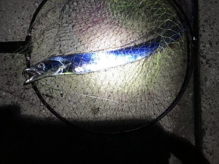 活きアジでアオリイカとタチウオ‼︎