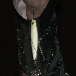 夢舞大橋 タチウオ