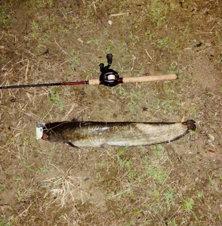 台風が過ぎたのでナマズ釣り！