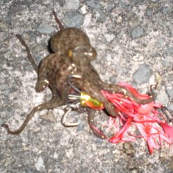 久しぶりのタコ