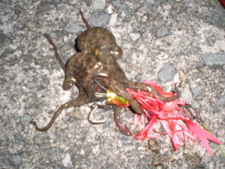 久しぶりのタコ