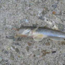 台風・雨後、ガシラがいない