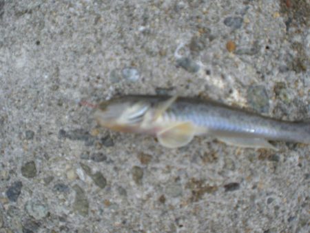 台風・雨後、ガシラがいない